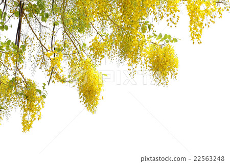 golden shower flower 22563248