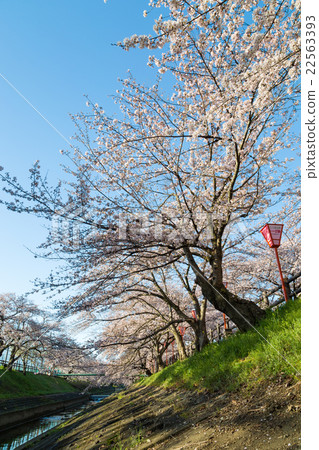 高田Senbonzakura 22563393