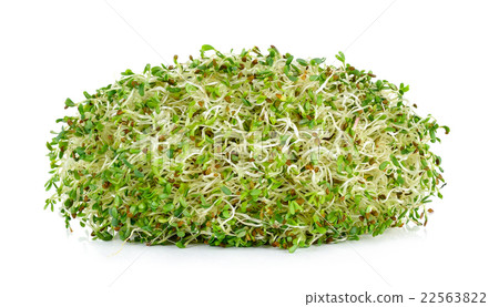 alfalfa sprouts isolated on white background alfalfa sprouts isolated on white background 22563822