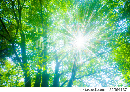 Fresh green and sunbeams Fresh green and sunbeams 22564187
