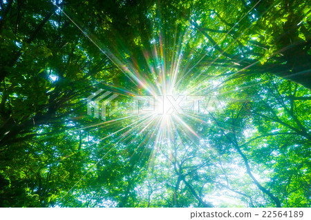 Fresh green and sunbeams Fresh green and sunbeams 22564189