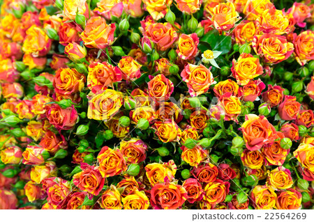 Red roses Red roses 22564269