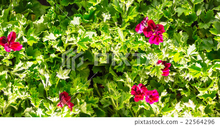 Flowers round the fence Flowers round the fence 22564296