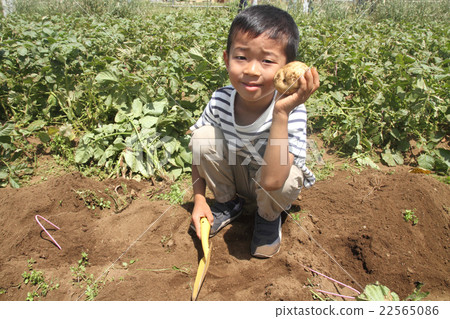 Elementary school student who digs potatoes (1st grade) 22565086