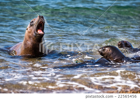 sea lion seal close up portrait look at you 22565456