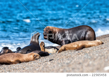 Stock Photo: Roar of Male sea lion seal on the beach