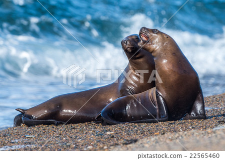 sea lion on foam and sea wave 22565460