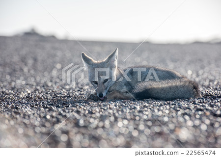grey fox relaxing on the beach in Patagonia 22565474