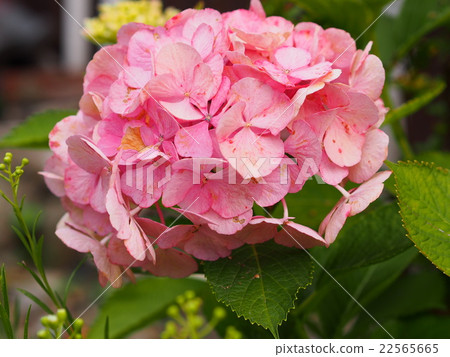 繡球 繡球 22565665