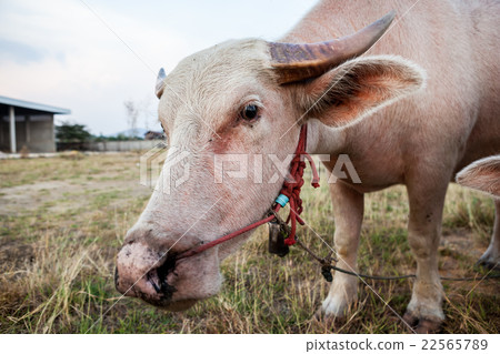 The albino buffalo The albino buffalo 22565789