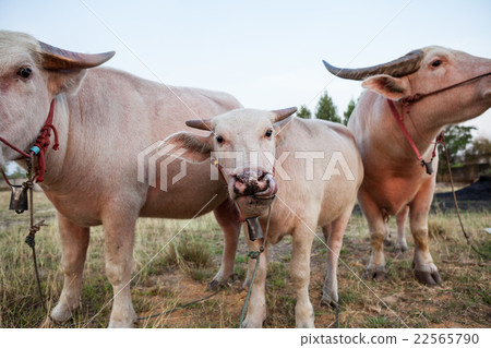 The albino buffalo 22565790