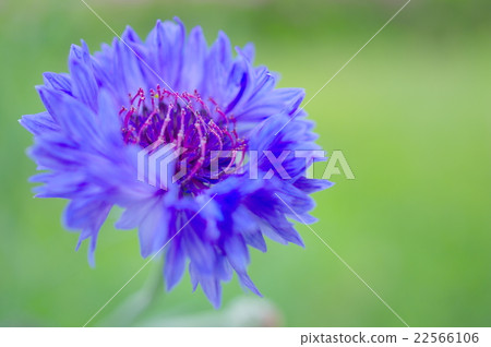 Blue flower of flower (closeup) 22566106