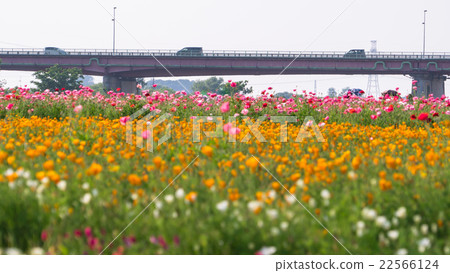 Arakawa Riverbed poppy field 22566124