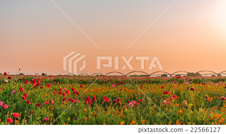 Arakawa riverbed popping field dwelling in the sunset 22566127