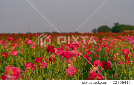 Arakawa riverbed popping field dwelling in the sunset 22566415