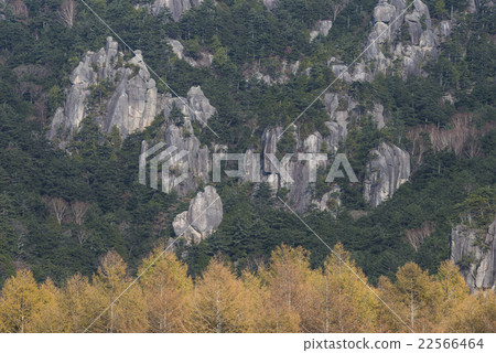 Ruisuyama岩石牆壁和落葉松屬森林黃色葉子 22566464
