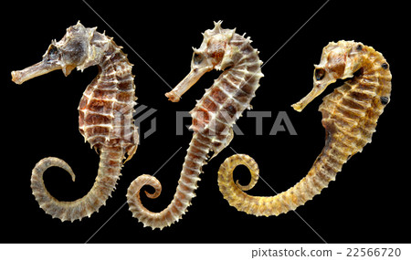 body and texture of dry seahorse 22566720