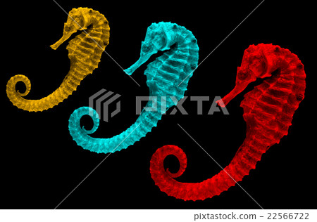 body and texture of dry seahorse 22566722