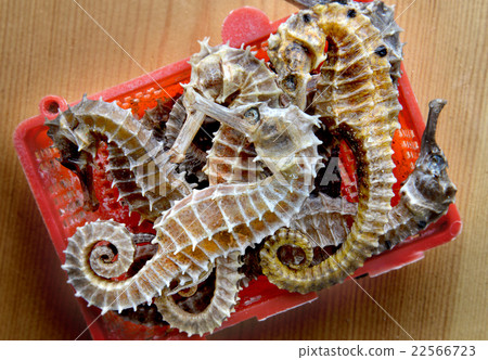 body and texture of dry seahorse body and texture of dry seahorse 22566723