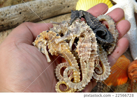 body and texture of dry seahorse body and texture of dry seahorse 22566728