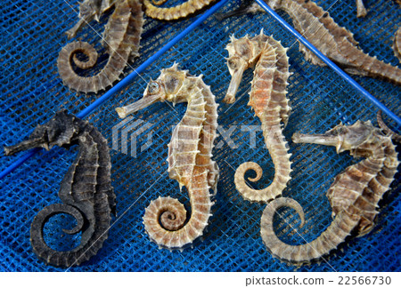 body and texture of dry seahorse body and texture of dry seahorse 22566730