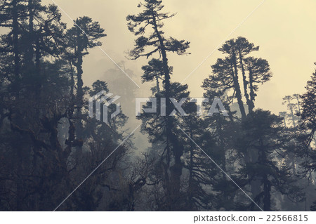 Jungle in Nepal Jungle in Nepal 22566815