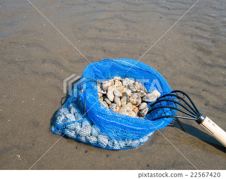 Clamming 22567420
