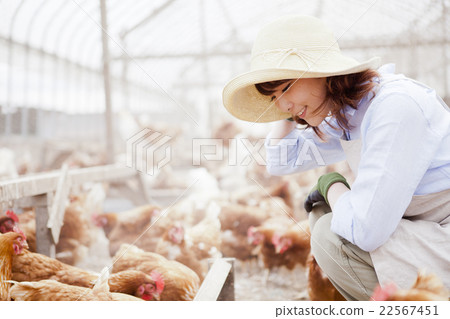 Poultry female 22567451