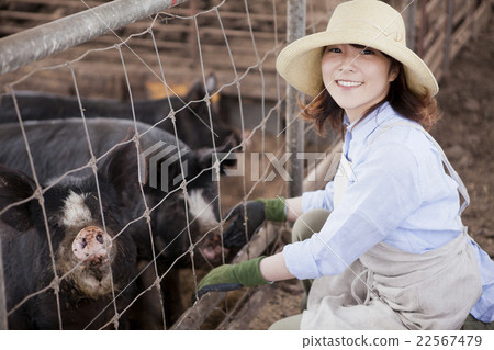 Pig female 22567479