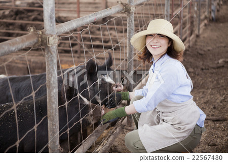 Pig female Pig female 22567480