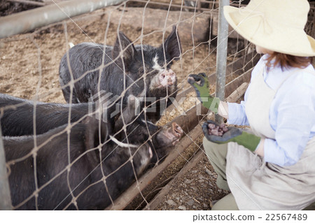 Pig female Pig female 22567489