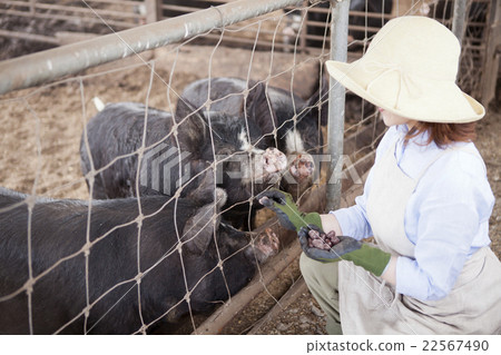 Pig female Pig female 22567490