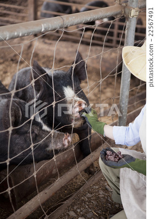 Pig female Pig female 22567491
