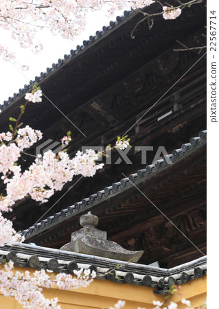 Kompira-san Royal Omote和春天的櫻花 22567714