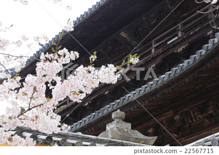 Kompira-san Royal Omote和春天的櫻花 22567715