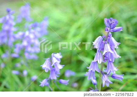 淺藍色的漁鈴黃水仙 22567822