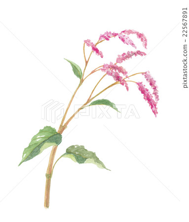 Ooketade big hair tate 22567891