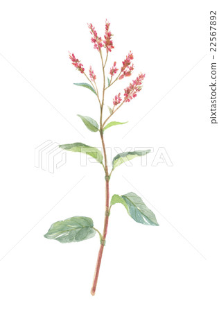 靛藍花 22567892