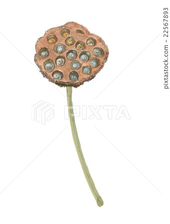 蓮花真的 22567893