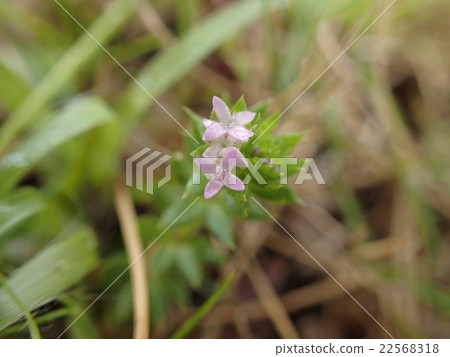 Hana ya Emuru 22568318