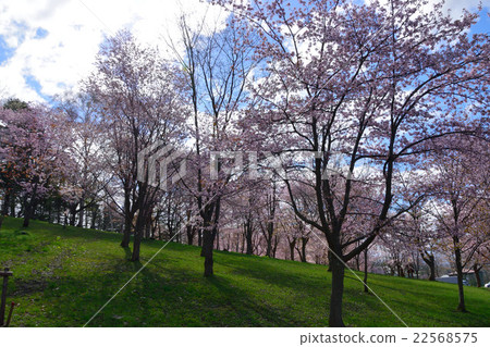 Ashibetsu Asahigaoka公園的櫻花 22568575