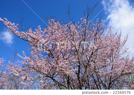 Ashibetsu Asahigaoka公園的櫻花 22568576