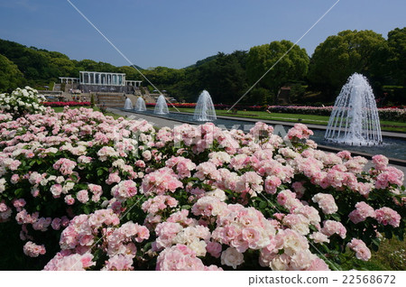 兵庫縣神戶市兵庫縣鹿兒島市Suma Rikyu公園,一個充滿玫瑰的城市公園,在Suma Ward的山上蔓延 兵庫縣神戶市兵庫縣鹿兒島市Suma Rikyu公園,一個充滿玫瑰的城市公園,在Suma Ward的山上蔓延 22568672