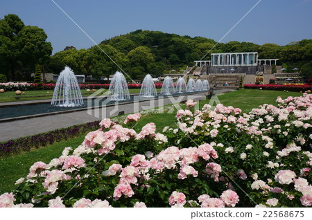 Hyogo Prefecture Kobe City Hyogo Prefecture Kagoshima City Suma Rikyu Park, a urban park full of roses spreading in the hills of Suma Ward 22568675