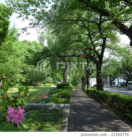 Promenade and peony flowers 22568776