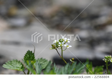 沿河盛開的Ezo noja胡蘿蔔 22568804