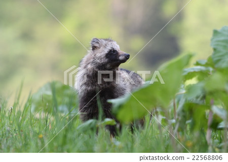 我在路邊看到的Ezotanuki 22568806