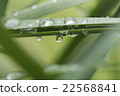晨露 22568841