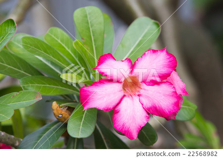 Adenium obesum  22568982
