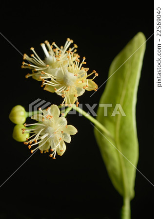 Flowers of linden tree 22569040
